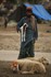 Pakistan, Floods 2010
