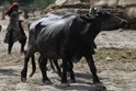 Pakistan, Floods 2010