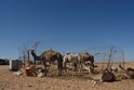 W. Sahara Oases Egypt